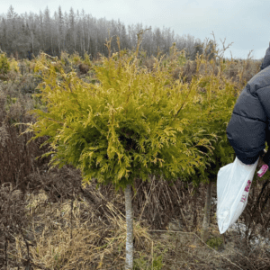 Туя ШАР на штамбе (Thuja occidentalis (ball form, on standard))