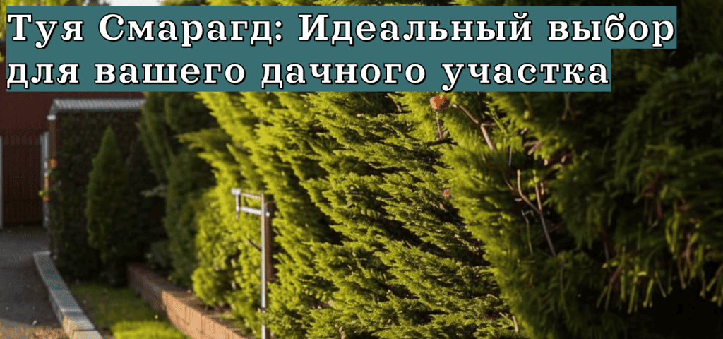 Подробнее о статье Туя Смарагд: Идеальный выбор для вашего дачного участка