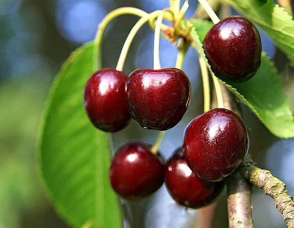 Черешня Народная Сюбаровой саженцы