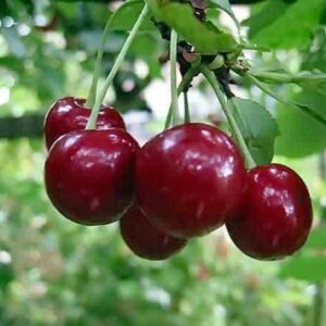 Черешня Радица саженцы