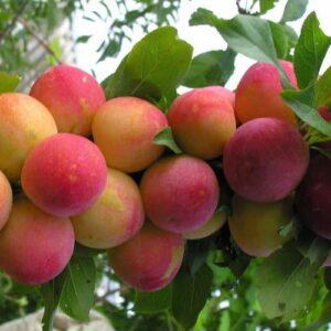 Cлива Скороплодная саженцы