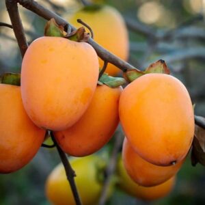 Хурма Виргинская саженцы