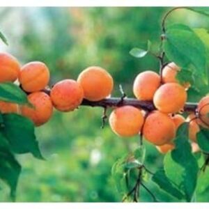 Абрикос Алёша саженцы