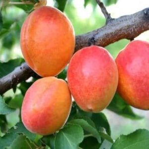 Абрикос Золотой Юбилей саженцы