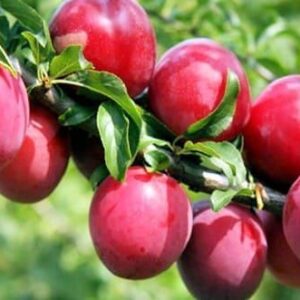 Алыча Кубанская комета саженцы