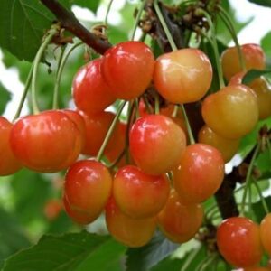 Черешня Брянская розовая саженцы