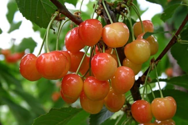 Черешня Брянская розовая саженцы