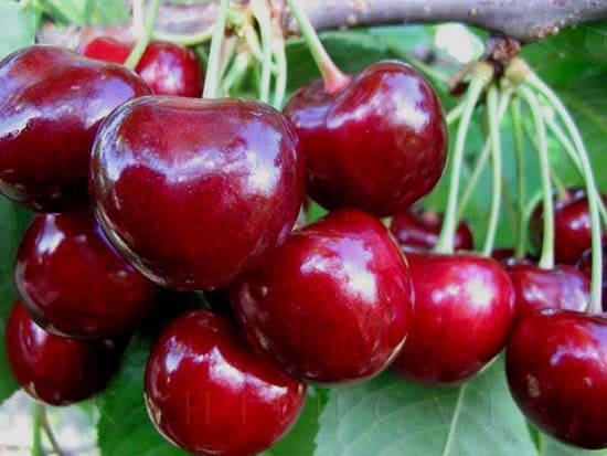 Черешня Ипуть саженцы
