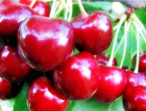Черешня Крупноплодная саженцы