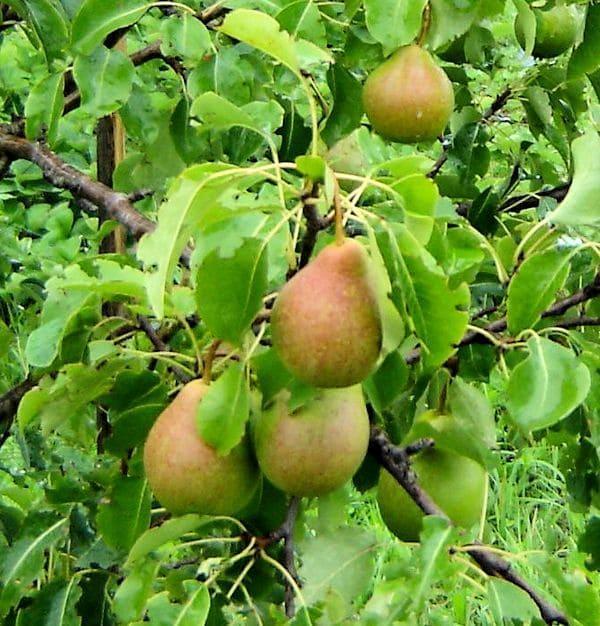 Груша Русская красавица саженцы