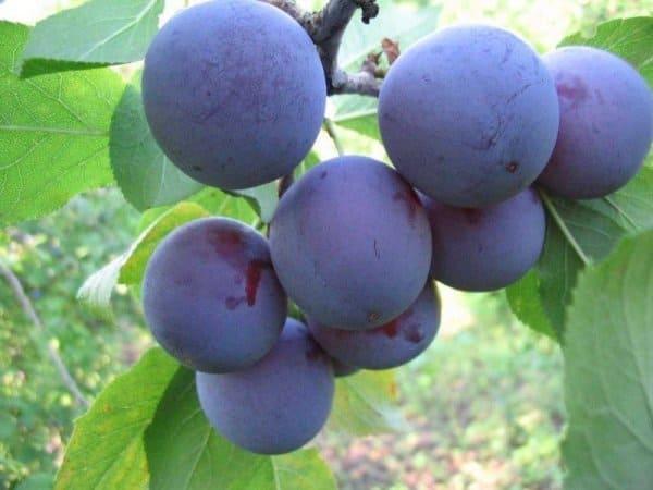 Слива Яичная синяя саженцы
