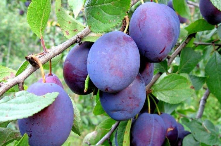 Слива Анна Шпет саженцы