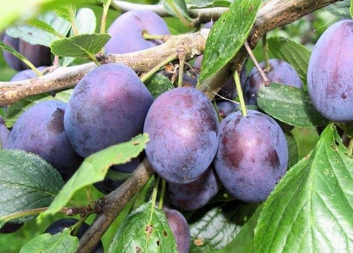 Слива Тульская черная саженцы