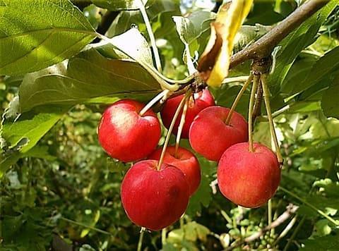 Яблоня Ранетка саженцы