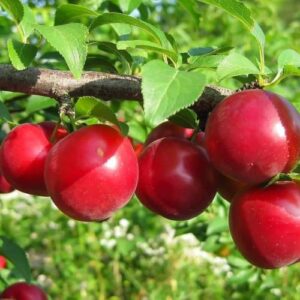 Cлива Скороспелка Красная саженцы