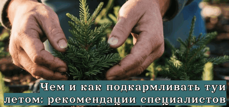 Подробнее о статье Чем и как подкармливать туи летом: рекомендации специалистов