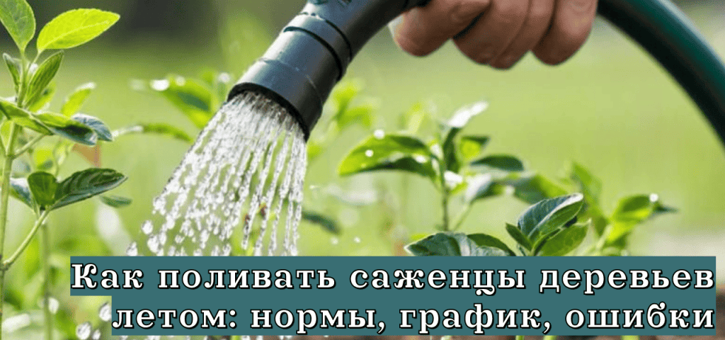 Вы сейчас просматриваете Как поливать саженцы деревьев летом: нормы, график, ошибки