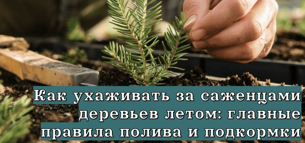 Подробнее о статье Как ухаживать за саженцами деревьев летом: главные правила полива и подкормки