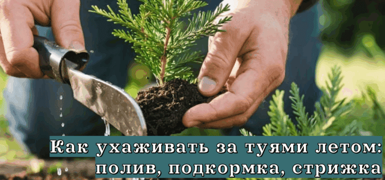 Подробнее о статье Как ухаживать за туями летом: полив, подкормка, стрижка