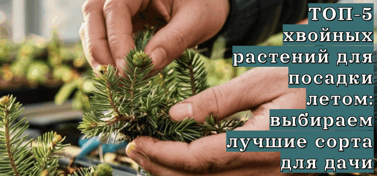 Подробнее о статье ТОП-5 хвойных растений для посадки летом: выбираем лучшие сорта для дачи