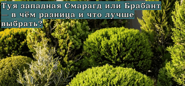 Подробнее о статье Туя западная Смарагд или Брабант — в чём разница и что лучше выбрать?