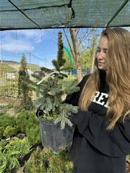 Ель Энгельмана Глаука