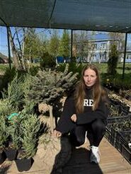 Ель колючая Глаука Глобоза на штамбе