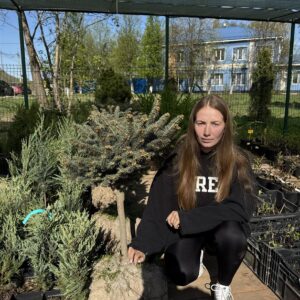 Ель колючая Глаука Глобоза на штамбе