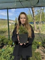 Сосна горная Мугус