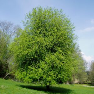 Черёмуха обыкновенная (Prunus padus)