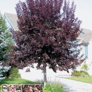 Черёмуха виргинская ‘Шуберт’ (Prunus virginiana ‘Shubert’)