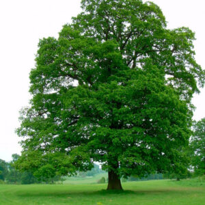 Дуб черешчатый (обыкновенный) (Quercus robur)