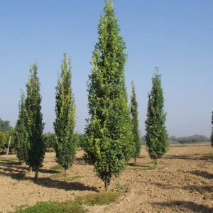 Дуб черешчатый ‘Фастигиата’ (Quercus robur ‘Fastigiata’)