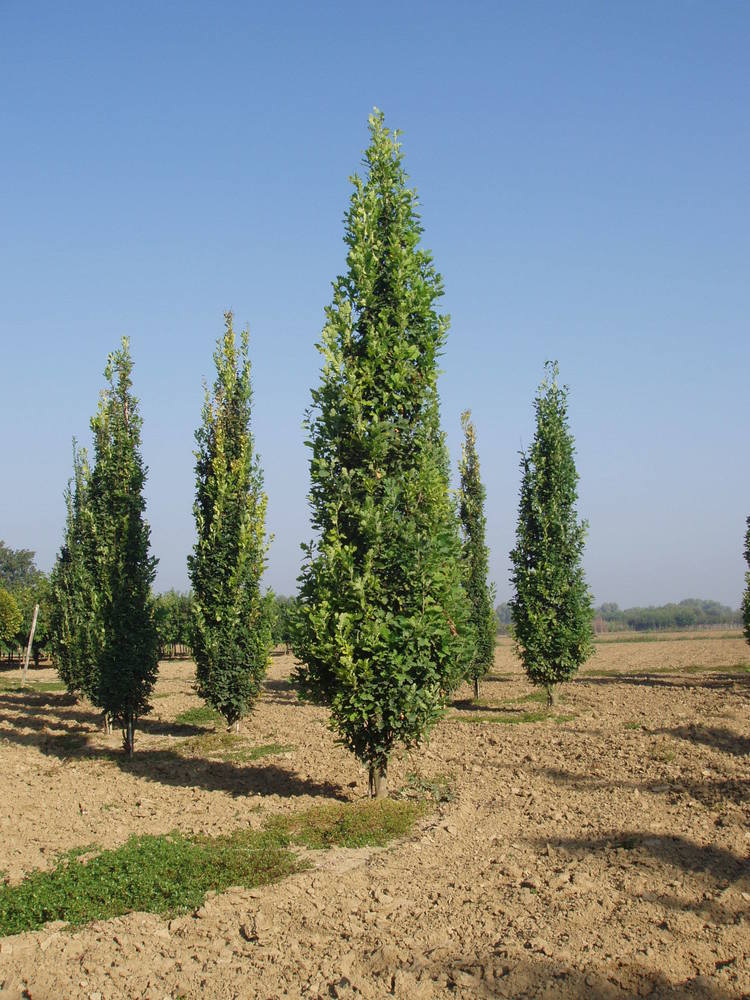 Дуб черешчатый ‘Фастигиата’ (Quercus robur 'Fastigiata')