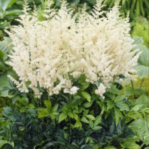 Астильба Арендса «Диамант» (Astilbe arendsii «Diamant»)