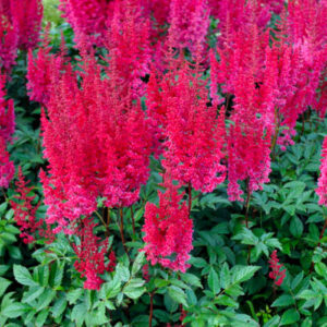 Астильба Арендса «Пол Гардер» (Astilbe arendsii «Paul Gaarder»)