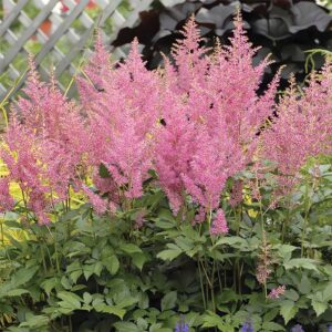 Астильба китайская «Спотлайт» (Astilbe chinensis «Spotlight»)