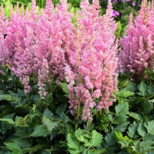 Астильба китайская Vision in Pink, С3