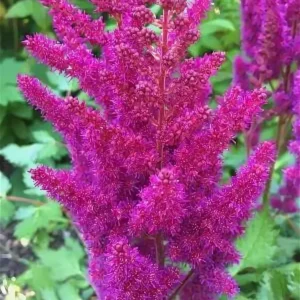 Астильба китайская «Вижн ин Ред» (Astilbe chinensis «Vision in Red»)