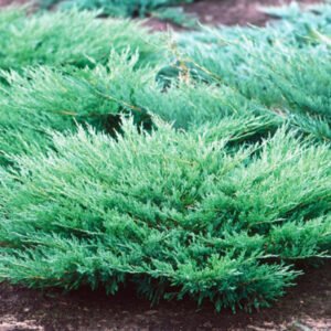 Можжевельник горизонтальный «Андорра Компакт» (Juniperus horizontalis ‘Andorra Compact’)
