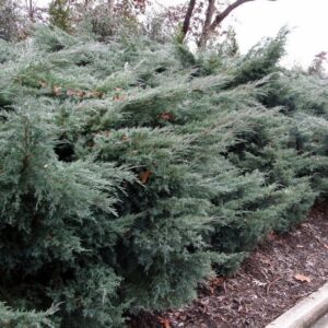 Можжевельник виргинский Грей Оул (Juniperus virginiana ‘Grey Owl’)