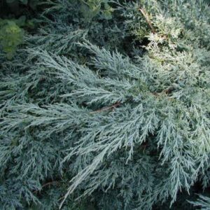 Можжевельник виргинский «Хетци» (Juniperus virginiana ‘Hetzii’)