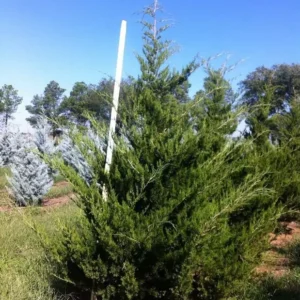 Можжевельник виргинский Канаэрти (Juniperus virginiana ‘Canaertii’)