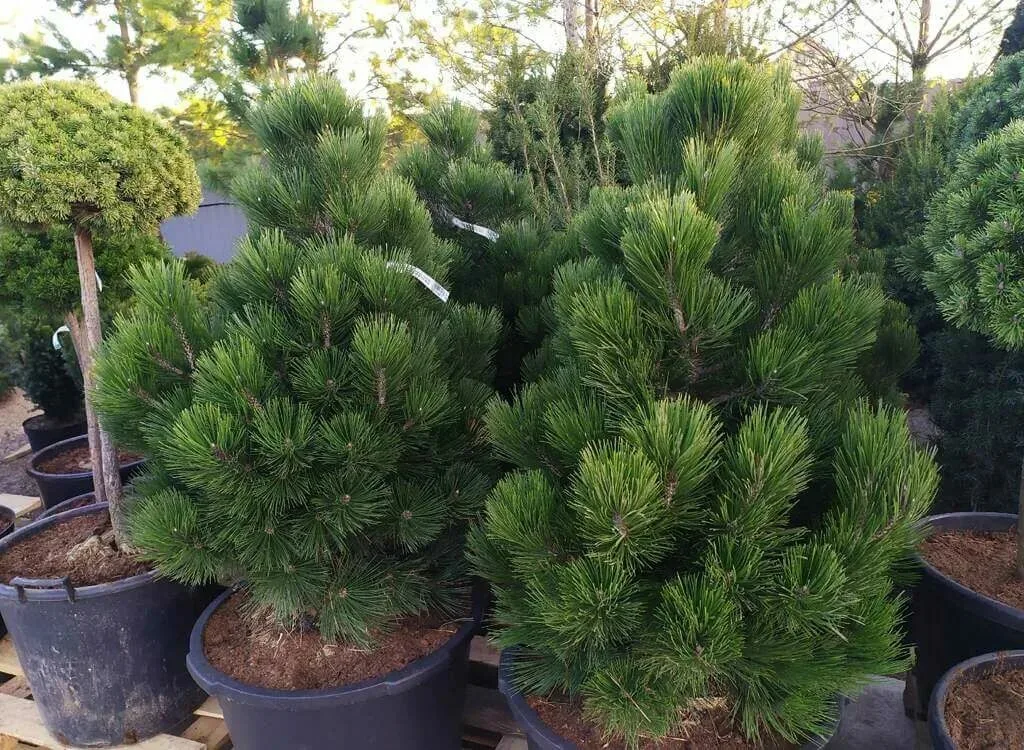 Сосна горная ‘Малинкин’ (Pinus mugo ‘Malinki’)