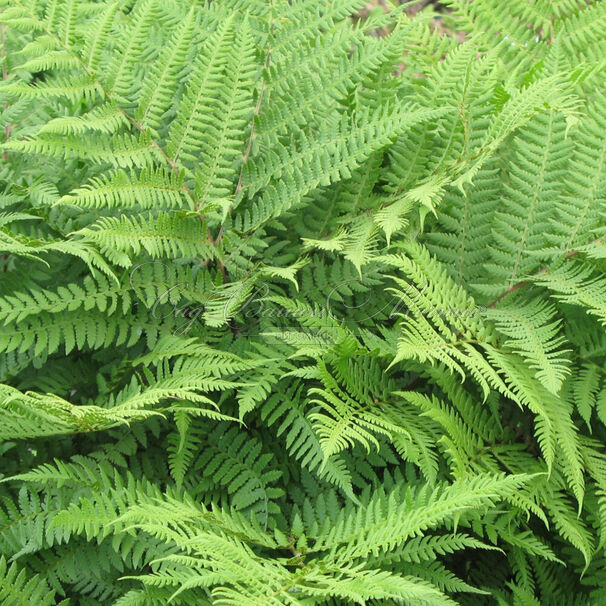 Кочедыжник красночерешковый (Athyrium rubripes)
