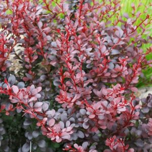 Барбарис обыкновенный Atropurpurea, С3;20-40