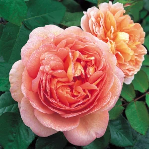 Роза «Абрахам Дэрби» (Английская) (Rosa «Abraham Darby»)