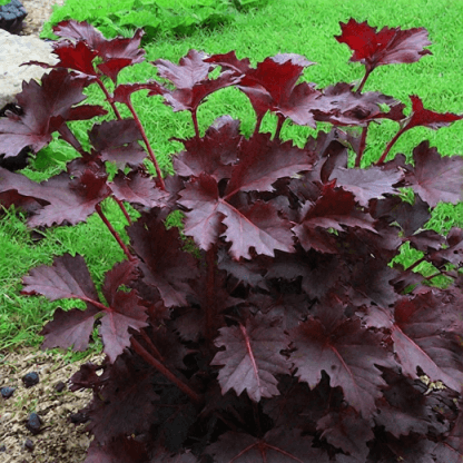 Гейхера "Палас Перпл" (Heuchera "Palace Purple")