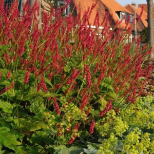 Горец свечевидный «Файертейл» (Persicaria amplexicaulis «Firetail»)