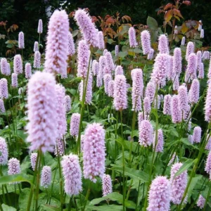 Горец змеиный «Суперба» (Persicaria bistorta «Superba»)